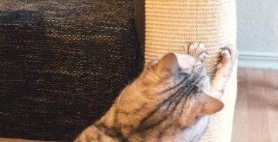 rascador sofa gatos